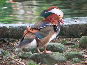 Colorful bird in Panama – Best Places In The World To Retire – International Living